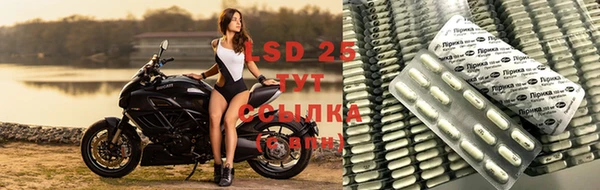 индика Новодвинск